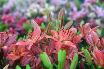 Fototapeta premium pink Lilies