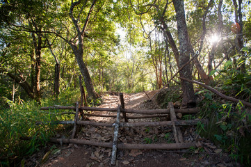 Forest in the Morning Light