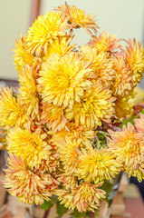 Yellow, orange Chrysanthemum flowers, mums or chrysanths, genus Chrysanthemum in the family Asteraceae, in romanian known as 