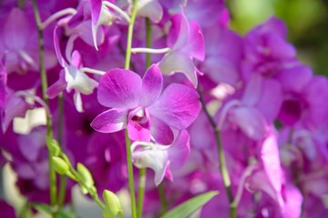 orchid flowers