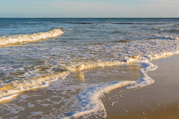 Möwen an der Ostsee, Insel Usedom