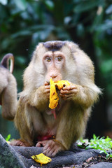 Wild monkey sitting eating