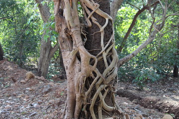 Tree roots joined 