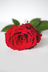 Single red rose flower.