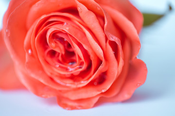 Red rose close-up. Abstract background.