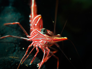 Underwater shrimp