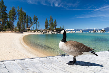 Fototapeta premium Canadian Goose on the background of Lake Tahoe