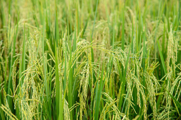Rice field