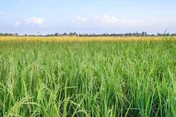 Rice field