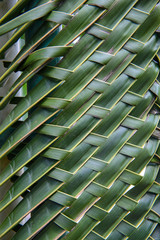 Pattern weave of coconut leaves