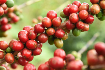 Coffee beans ripening on a tree.