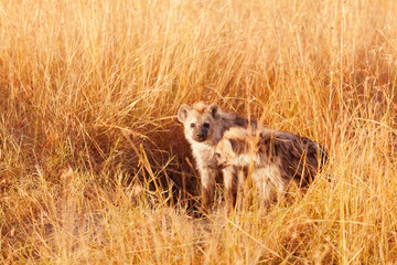 Baby Hyenas, Masai Mara