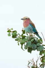 Lilac-Breasted Roller