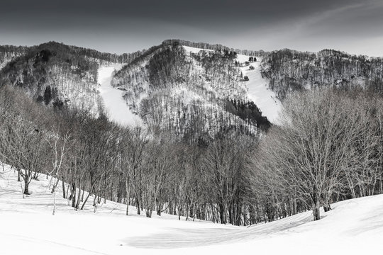 Snow Country In Niigata , Japan