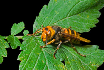 Hornet on leaf 4