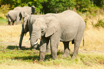 Obraz premium Elephant in Masai Mara