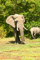 Elephants in Masai Mara
