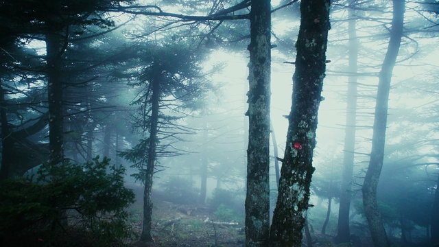 4K UHD Trekking/walking approaching trees in fog on mountain forest.
