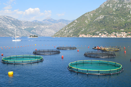 Fish farm in the bay of Kotor, Montenegro, the old town of Perast seen in the distance
