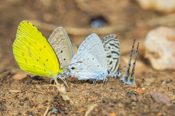 Insects,bugs,butterflies