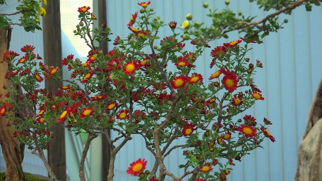 Flowering Chrysanthemum bonsais