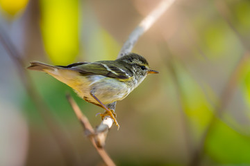 Right side of Yellow-browed Warbler (Phylloscopus inornatus) on the branch