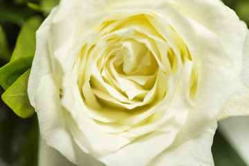 white rose, close up