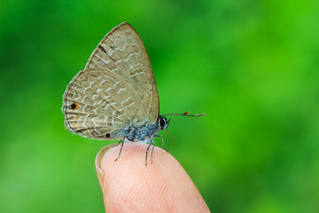 Insects,bugs,butterflies