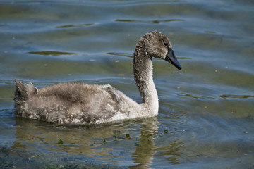 Cygnet portrait, floating on lake waters