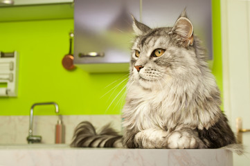 chat de race maine coon