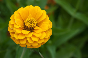 Yellow flower in the  grass