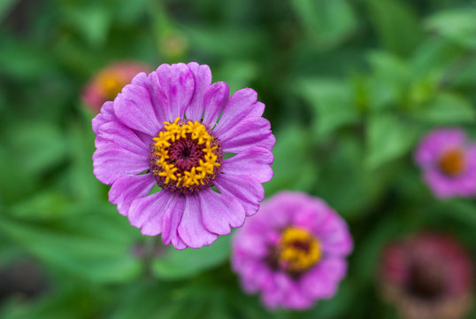 Purple flower on a background of leaves