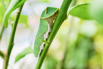 Green Caterpillar, close up