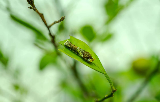 Butterfly caterpillar on lemon tree, close up