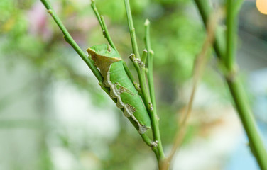 Butterfly caterpillar on lemon tree, close up