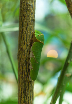 Butterfly caterpillar on lemon tree, close up