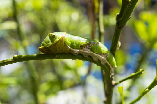 Green Caterpillar, close up