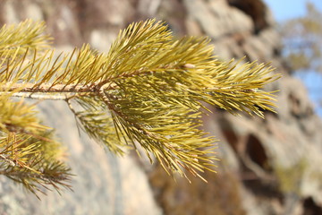 сосненок © pns_snp