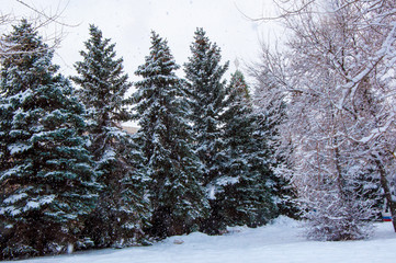 Trees in the fluffy snow