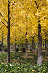 Ginkgo biloba leaves of autumn