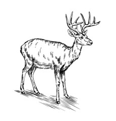 brush painting ink draw deer illustration