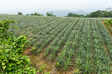 Fototapeta na wymiar Pineapple fruit field