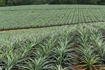 Pineapple fruit farm in TaiTung, TaiWan