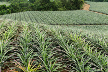 Pineapple in a garden Farms