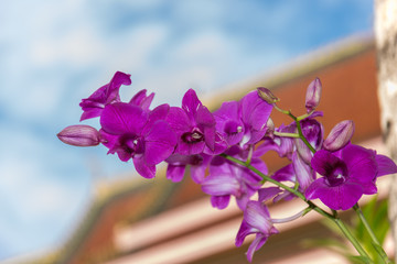 Thailand purple orchid