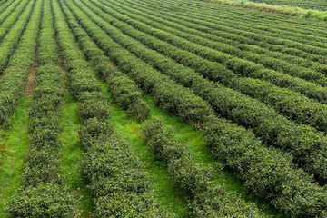 Fototapeta na wymiar Fresh green tea plantation