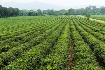 Fototapeta na wymiar Fresh green tea plantation at TaiWan