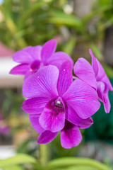 Obraz premium Thailand purple orchid