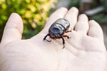 Beetle on the hand