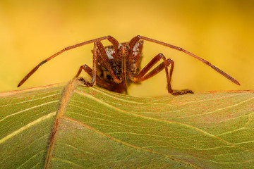 Extreme magnification - Stink Bug on a leaf